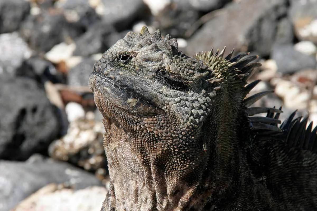 Galapagos 4 day widlife adventure on board the Archipel catamaran - Cruise Tour | Galapagos Cruise Tours