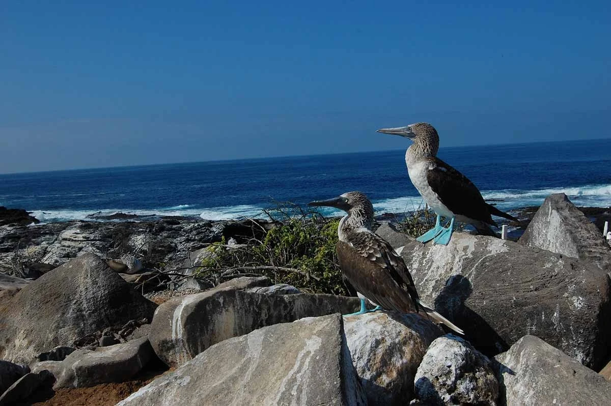 Exploring Galápagos: One Week Sailing the Islands - Cruise Tour | Galapagos Cruise Tours Exploring Galápagos: One Week Sailing the Islands - Cruise Tour | Galapagos Cruise Tours