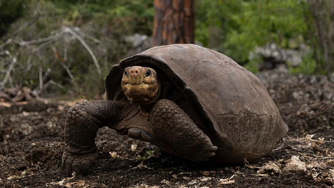 Galapagos Eastern Gems 8-Day: Genovesa & Española - Cruise Tour | Galapagos Cruise Tours Galapagos Eastern Gems 8-Day: Genovesa & Española - Cruise Tour | Galapagos Cruise Tours