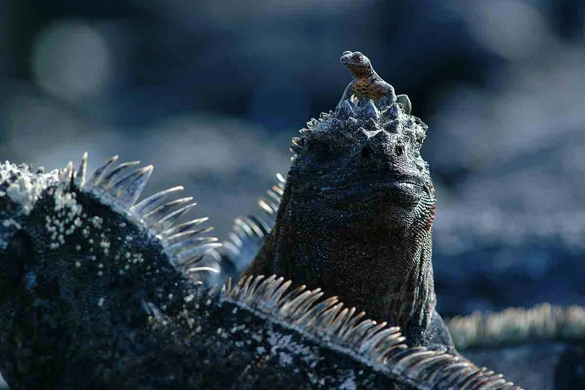 Discover Wild Galapagos 8-Day: West Islands - Cruise Tour | Galapagos Cruise Tours Discover Wild Galapagos 8-Day: West Islands - Cruise Tour | Galapagos Cruise Tours