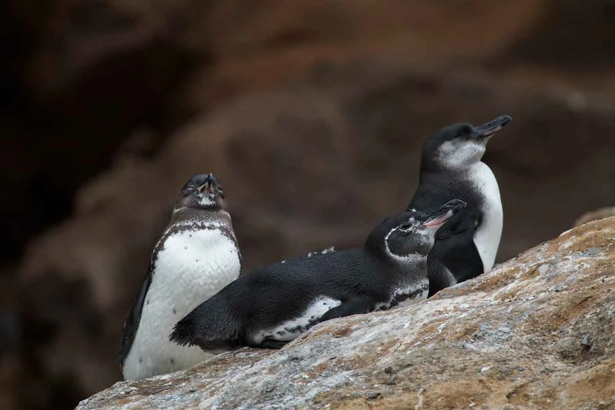 Exploring Galápagos: One Week Sailing the Islands - Cruise Tour | Galapagos Cruise Tours Exploring Galápagos: One Week Sailing the Islands - Cruise Tour | Galapagos Cruise Tours
