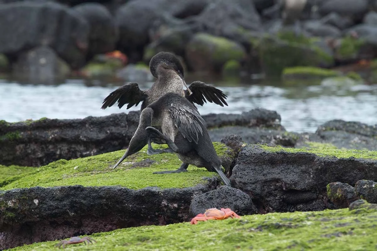 Exploring Galápagos: One Week Sailing the Islands - Cruise Tour | Galapagos Cruise Tours