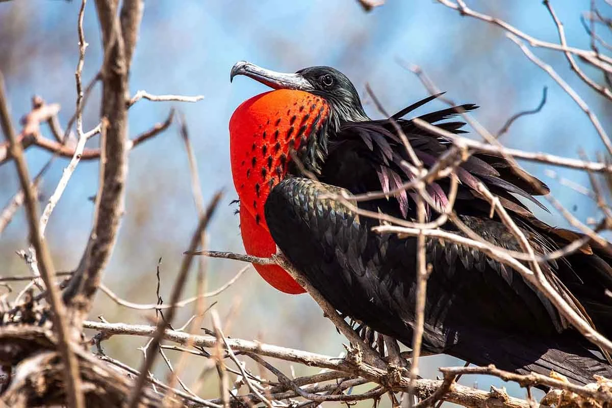 Exploring Galápagos: One Week Sailing the Islands - Cruise Tour | Galapagos Cruise Tours Exploring Galápagos: One Week Sailing the Islands - Cruise Tour | Galapagos Cruise Tours