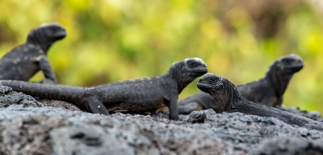 Galapagos Island Hopping Intensive | Itinerary | Galapagos Tours