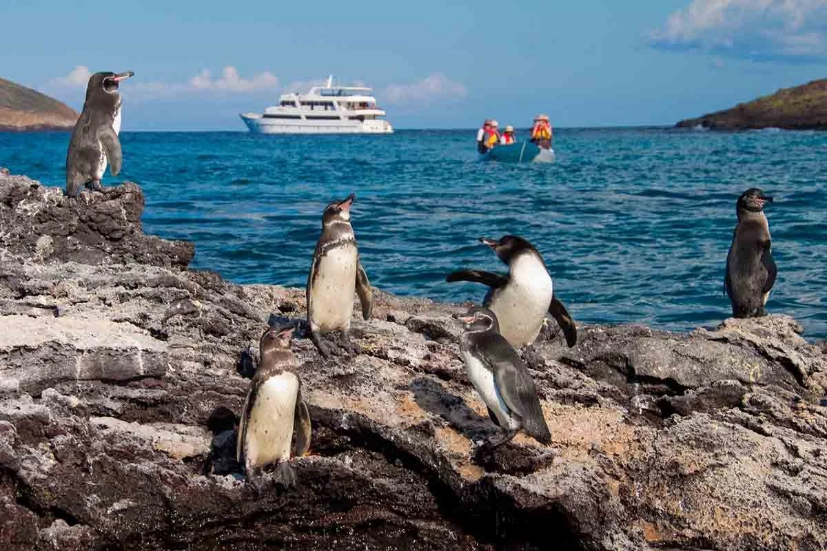 Santa Cruz and Isabela & Sailing Tours | Itinerary | Galapagos Tours Santa Cruz and Isabela & Sailing Tours | Itinerary | Galapagos Tours