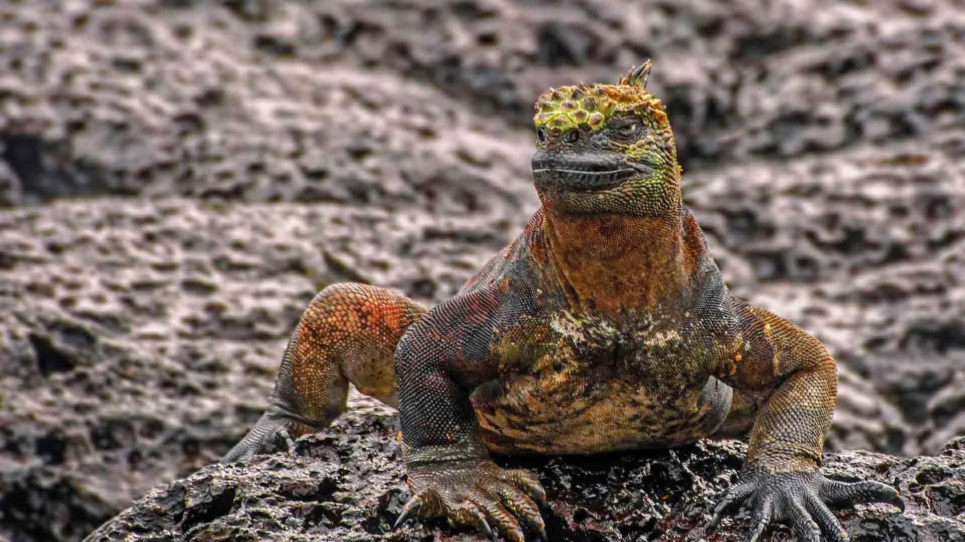 Galapagos Western Wonders 5-Day: Isabela & Santiago - Cruise Tour | Galapagos Cruise Tours