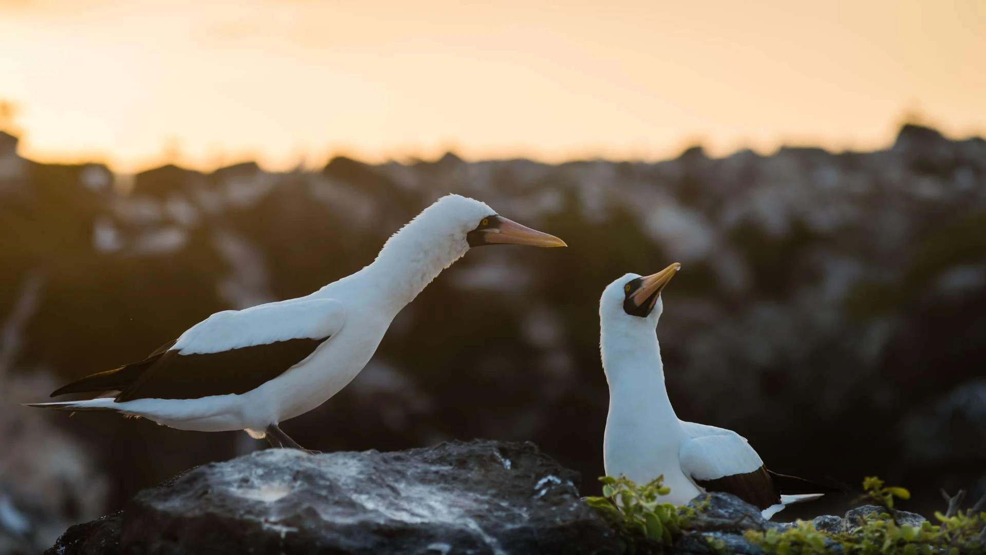 Exploring Galápagos: One Week Sailing the Islands - Cruise Tour | Galapagos Cruise Tours Exploring Galápagos: One Week Sailing the Islands - Cruise Tour | Galapagos Cruise Tours