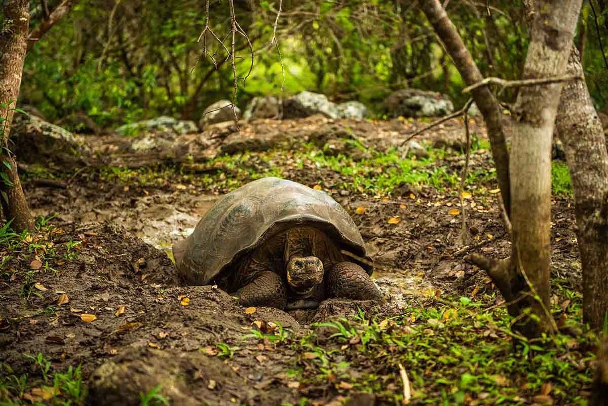 Discover Wild Galapagos 8-Day: West Islands - Cruise Tour | Galapagos Cruise Tours