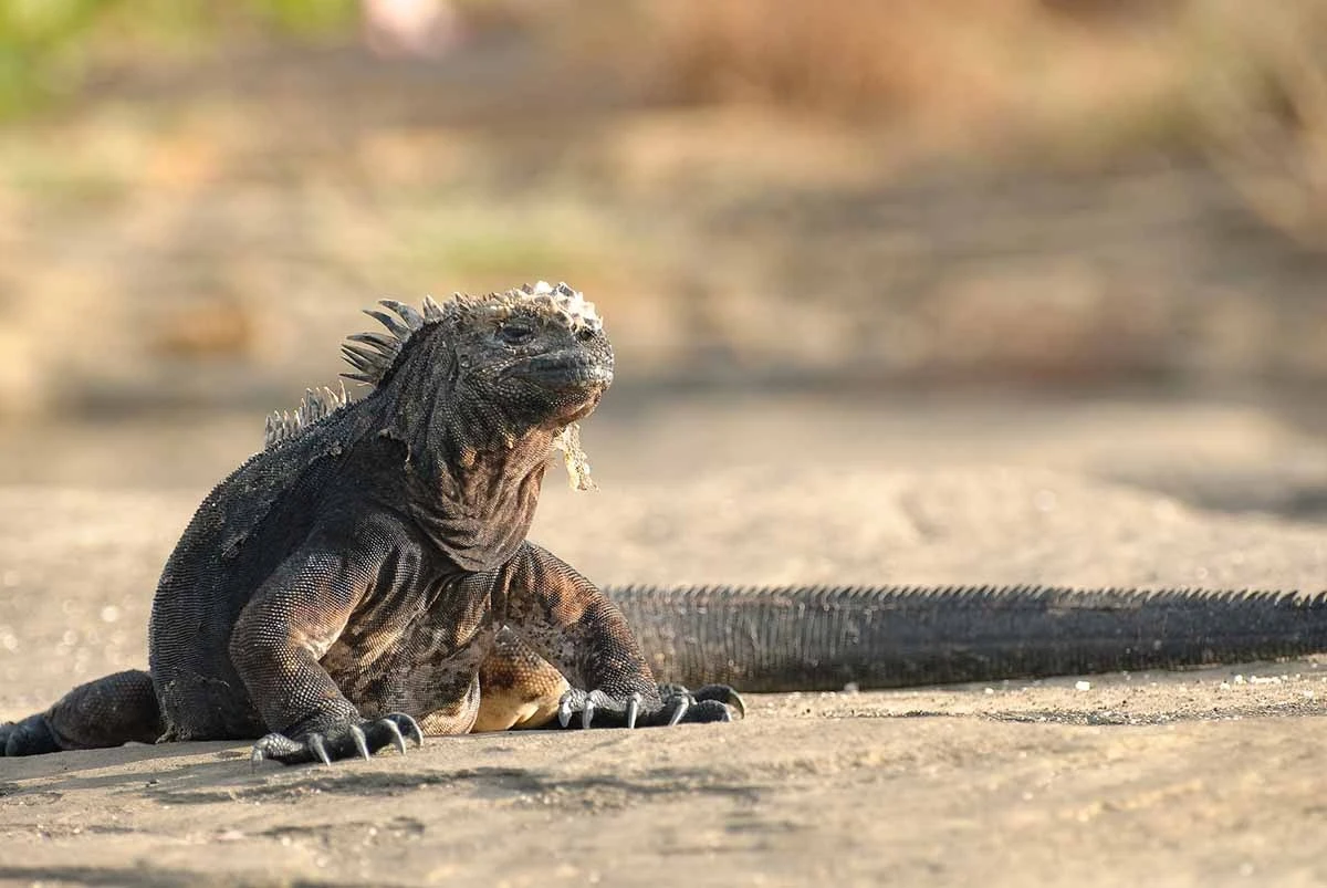 Itinerary B 4 - Cruise Tour | Galapagos Cruise Tours