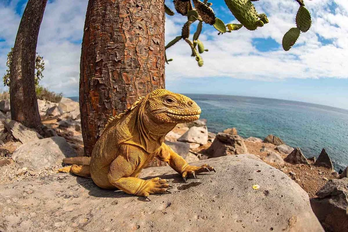 Galapagos 4 day widlife adventure on board the Archipel catamaran - Cruise Tour | Galapagos Cruise Tours Galapagos 4 day widlife adventure on board the Archipel catamaran - Cruise Tour | Galapagos Cruise Tours