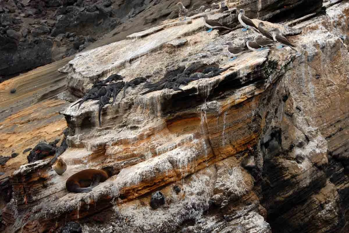 Galapagos Western Wonders 5-Day: Isabela & Santiago - Cruise Tour | Galapagos Cruise Tours