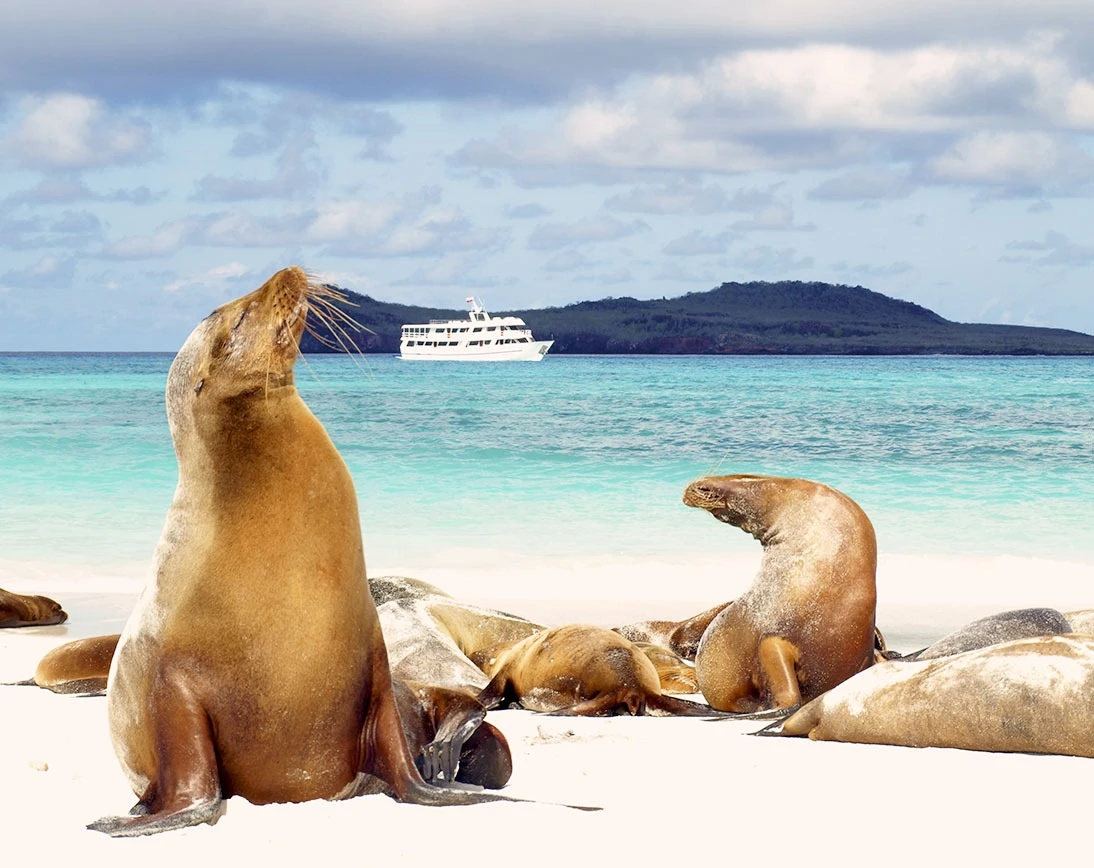Galapagos Eastern Gems 8-Day: Genovesa & Española - Cruise Tour | Galapagos Cruise Tours