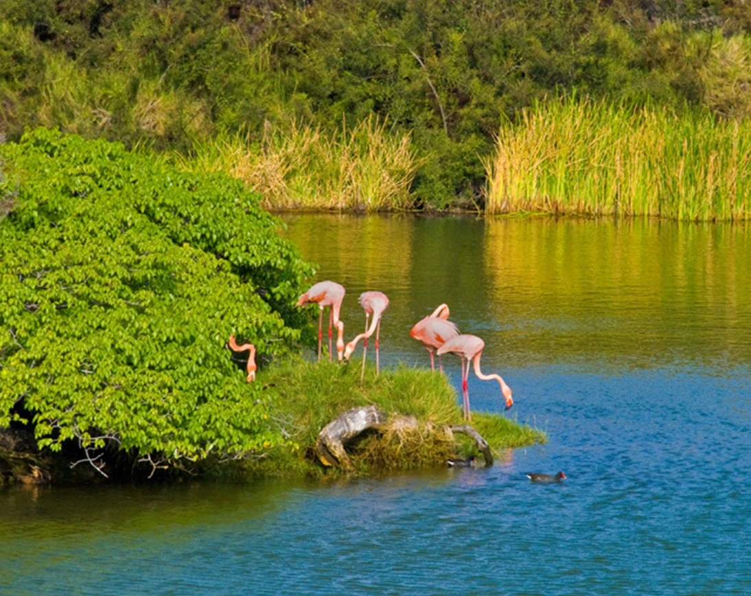 Galapagos East Route Discovery 5-Day: San Cristóbal - Cruise Tour | Galapagos Cruise Tours Galapagos East Route Discovery 5-Day: San Cristóbal - Cruise Tour | Galapagos Cruise Tours