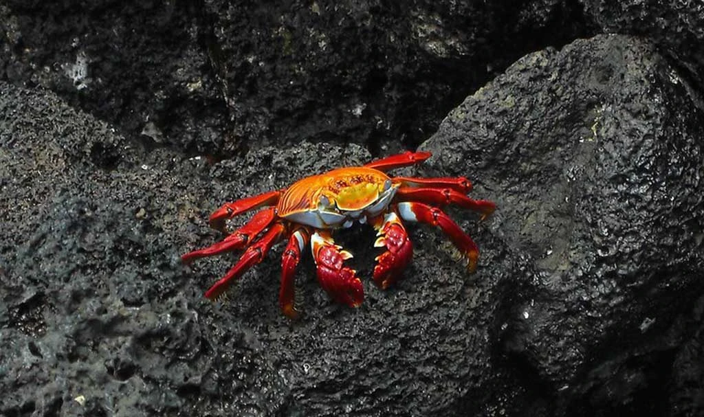 Itinerary B 4 - Cruise Tour | Galapagos Cruise Tours Itinerary B 4 - Cruise Tour | Galapagos Cruise Tours