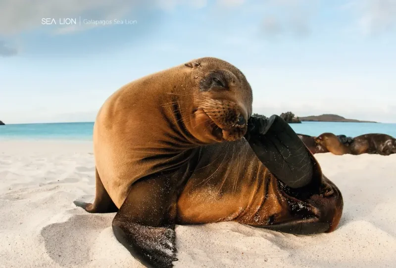 Santa Cruz Island: Twin Craters & Highlands
