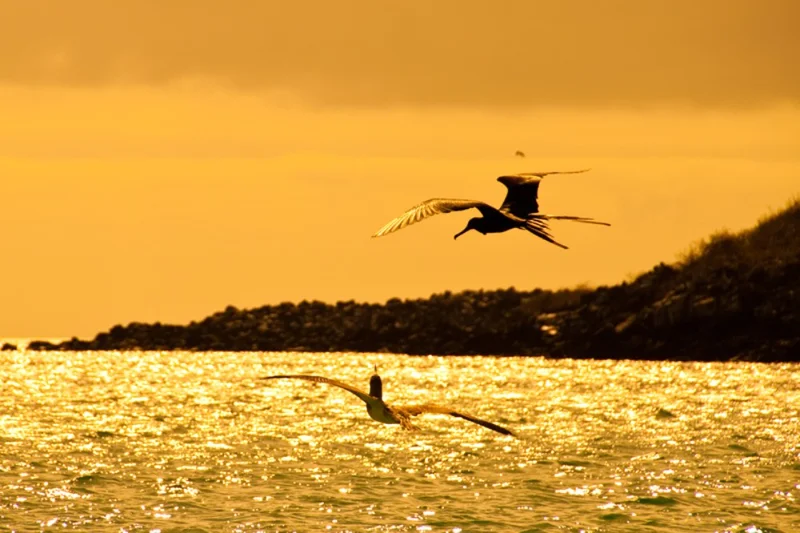 galapagos-wildlife-sunset