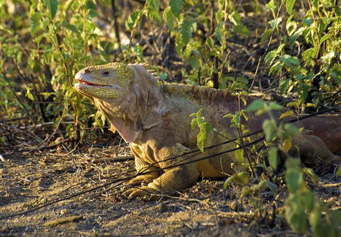 Galapagos land iguanas Santa Fe Galapagos land iguanas Santa Fe