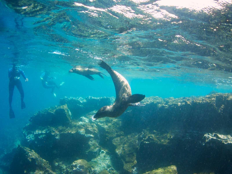 Snorkeling-Sea-Lion | Ecuador | Galapagos Snorkeling-Sea-Lion | Ecuador | Galapagos