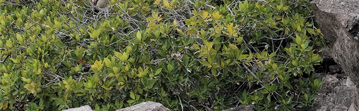 Black Mangrove | Galapagos Black Mangrove | Galapagos