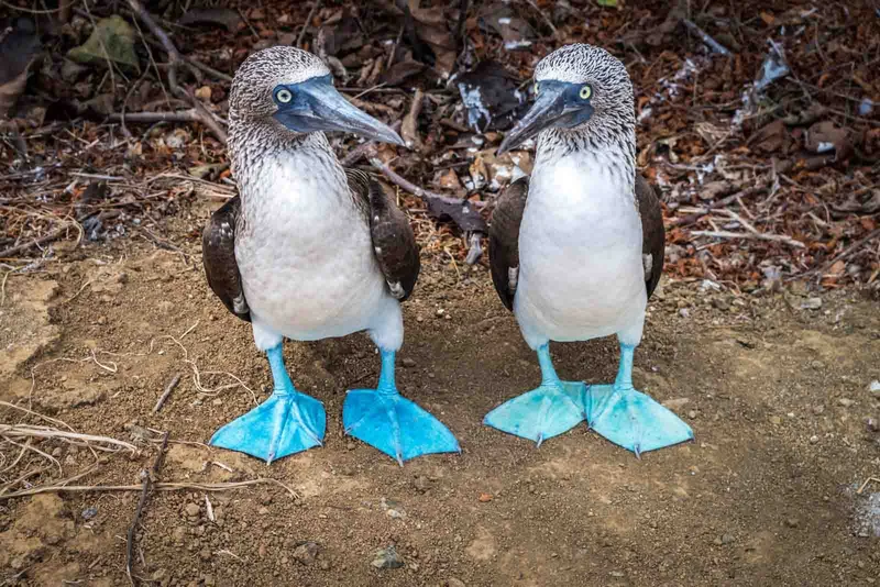 Entry Requirements Galapagos