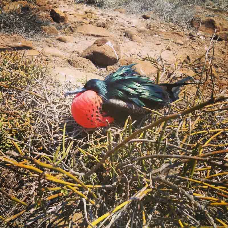 frigate-bird-galapagos