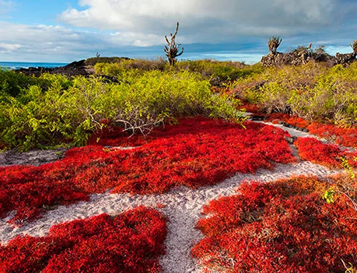 Galapagos Plantlife Galapagos Plantlife