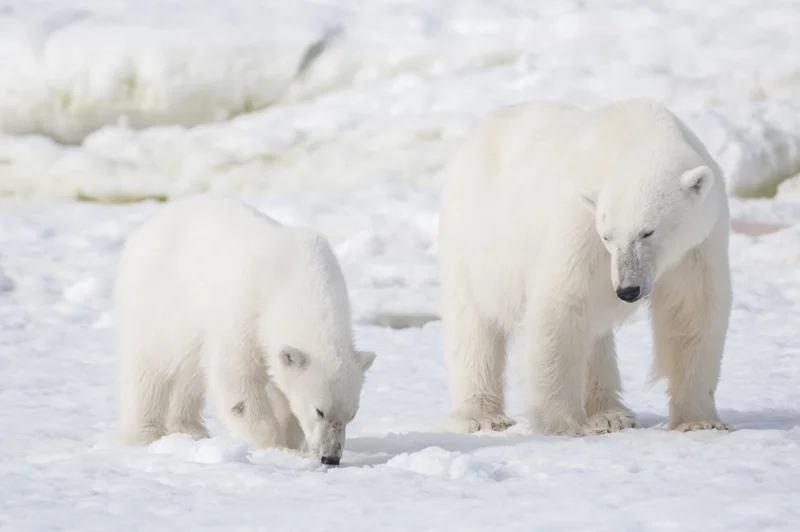 Spotting Polar Bears, Whales, and Seabirds Spotting Polar Bears, Whales, and Seabirds
