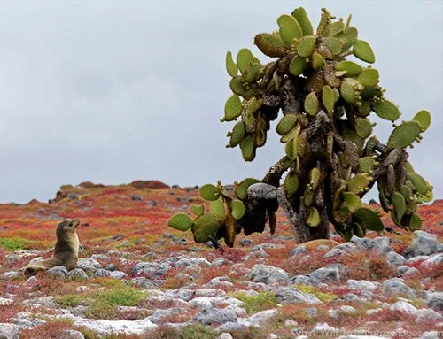 Prickly pear cactus Galapagos Prickly pear cactus Galapagos