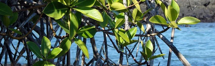 Red Mangrove | Galapagos Red Mangrove | Galapagos