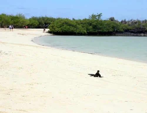 Tortuga Bay Galapagos Tortuga Bay Galapagos