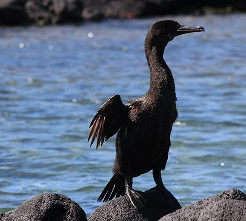 Galapagos Cormorant Galapagos Cormorant