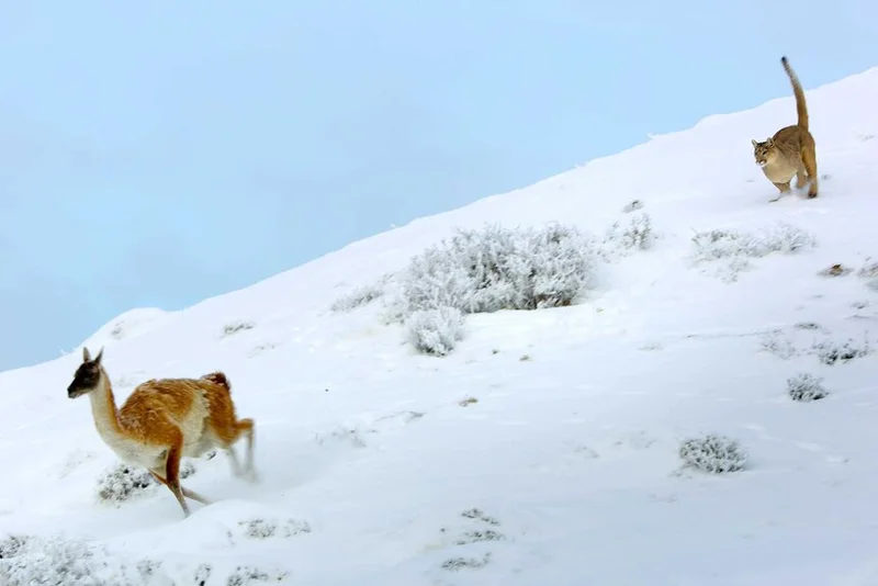 Everything to Know About Patagonia, One of the Coolest Places in The Americas