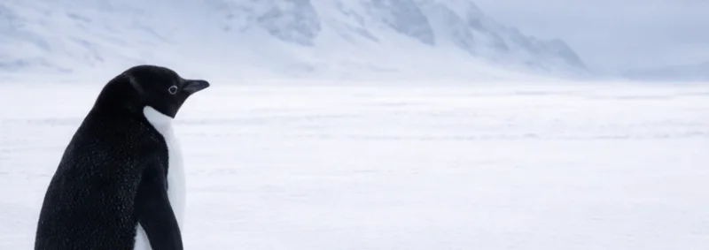 The Nihilist Penguin: A Viral Meme of Solitude