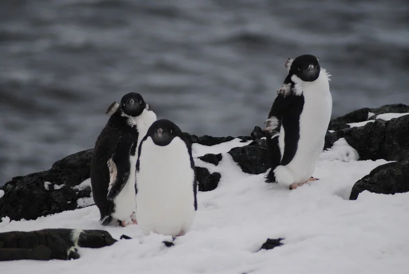 Antarctica - Elephant Island - Weddell Sea - Polar Circle - Aurora Australis / Southern Lights
