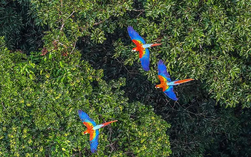 Amazon Rainforest - RICARDO STUCKERT Amazon Rainforest - RICARDO STUCKERT