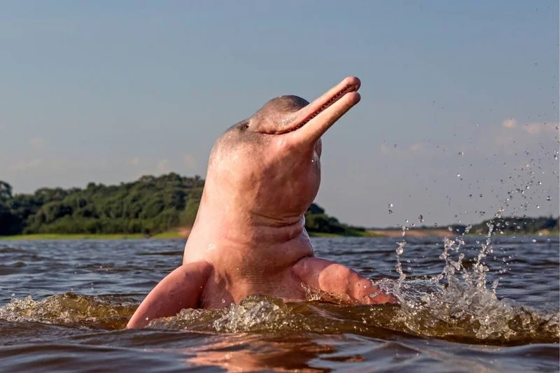 Amazon River with a rose dolphin | Peru | South America