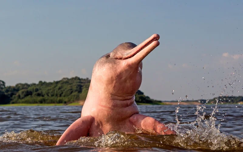 Amazon River Dolphin | Peru