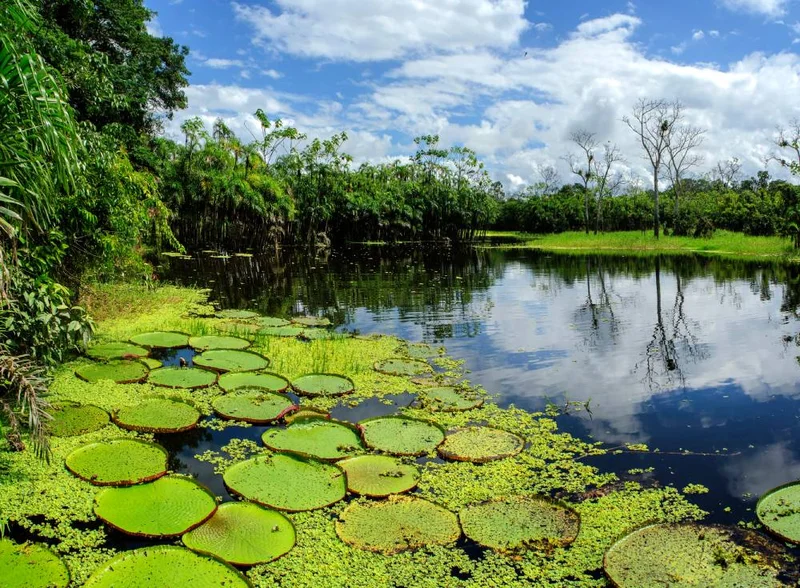 Amazon River | Peru | South America