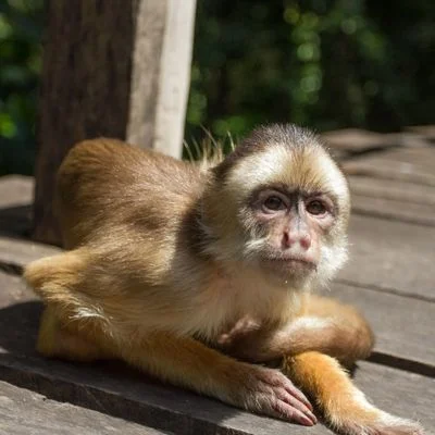 Monkey | Canva | GettyImages