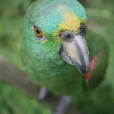 Amazonic Parrot | Canva | Yvonne Esquivel