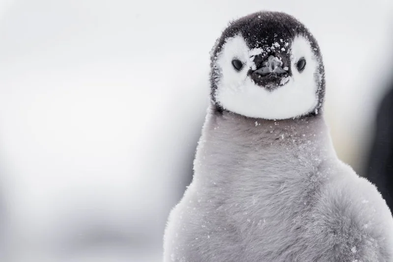 Emperor Penguins