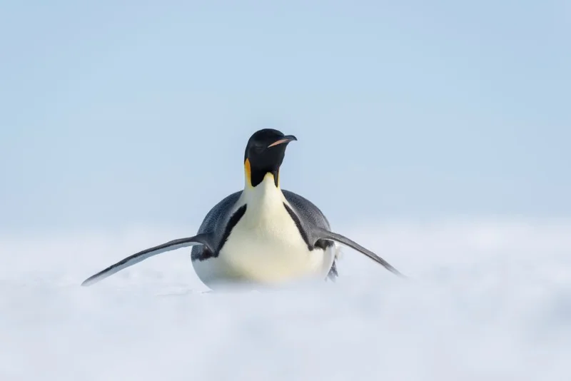 Emperor Penguins