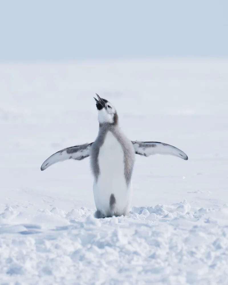 Emperor Penguins