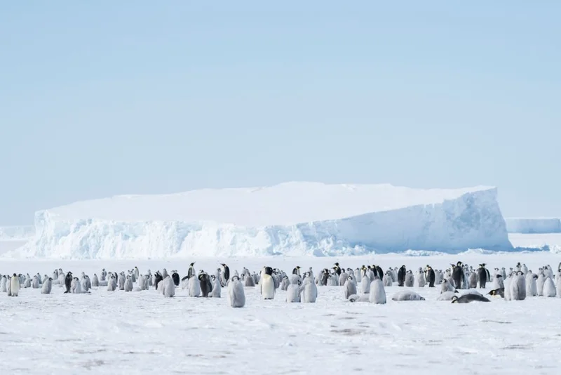 Emperor Penguins