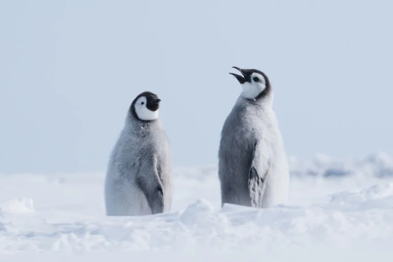 Emperor Penguins