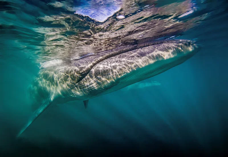 A whale makes a comeback off Argentina's coast 100 years after vanishing