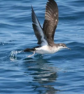Audubon's Shearwaters