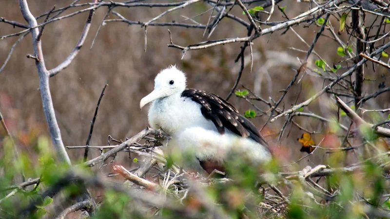 Cerro Frigatebird | Baby Frigate | Galapagos Islands Cerro Frigatebird | Baby Frigate | Galapagos Islands