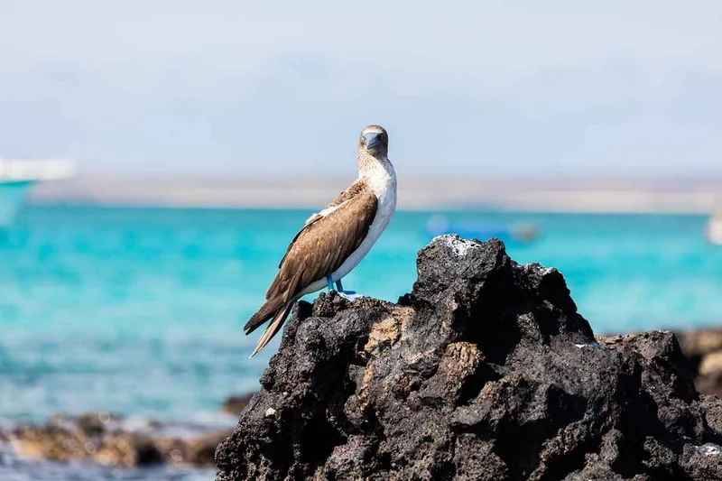 Explore Santa Cruz & Beyond