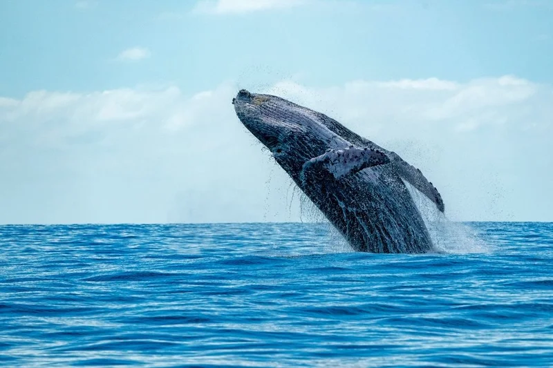 Blue Whale Encounter Marks the Arrival of Two New Galapagos Expedition Ships